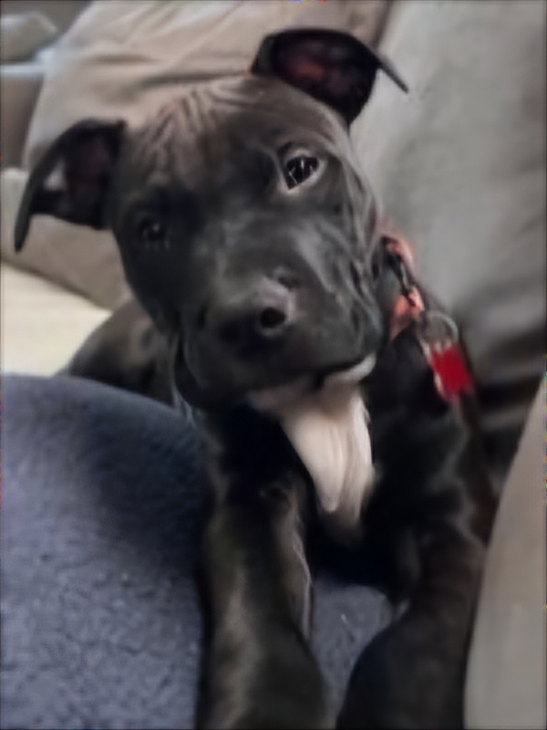 katara adoptable pup