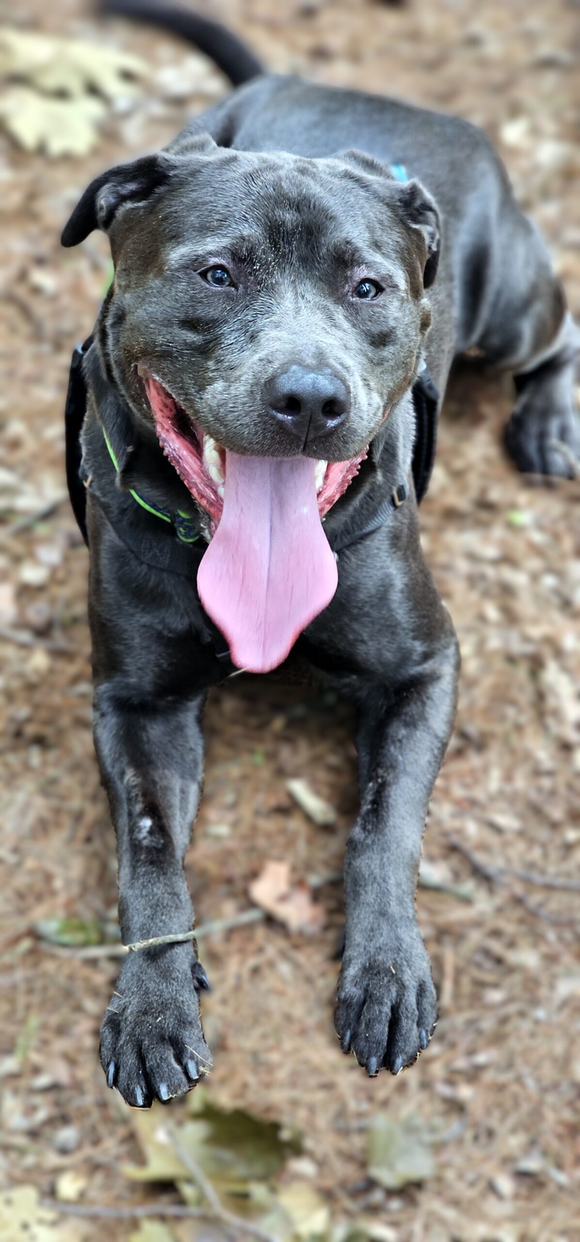 maverick adoptable dog