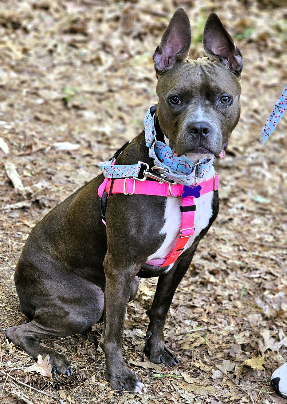 dove adoptable dog
