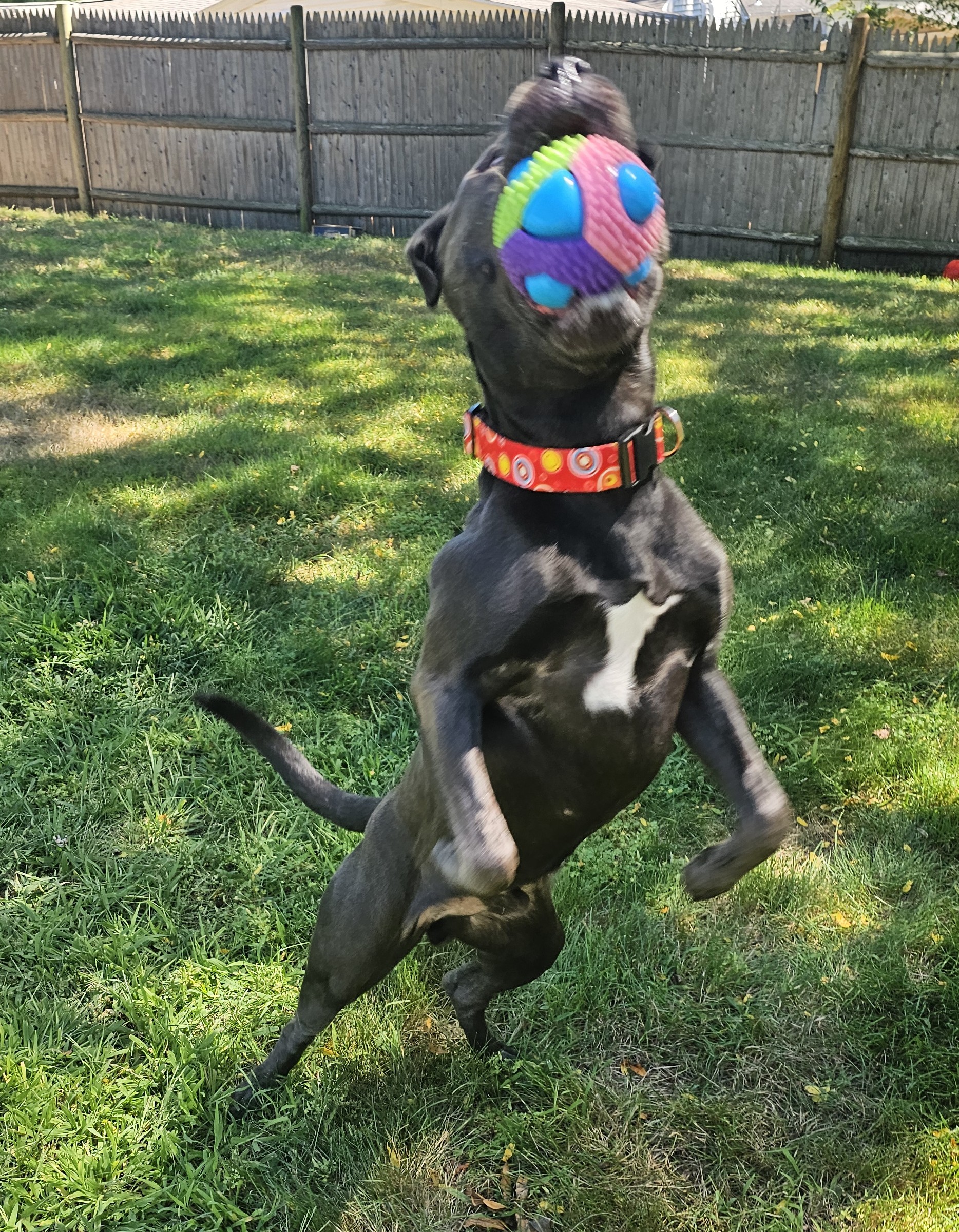 maverick adoptable dog