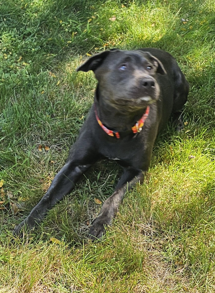maverick adoptable dog