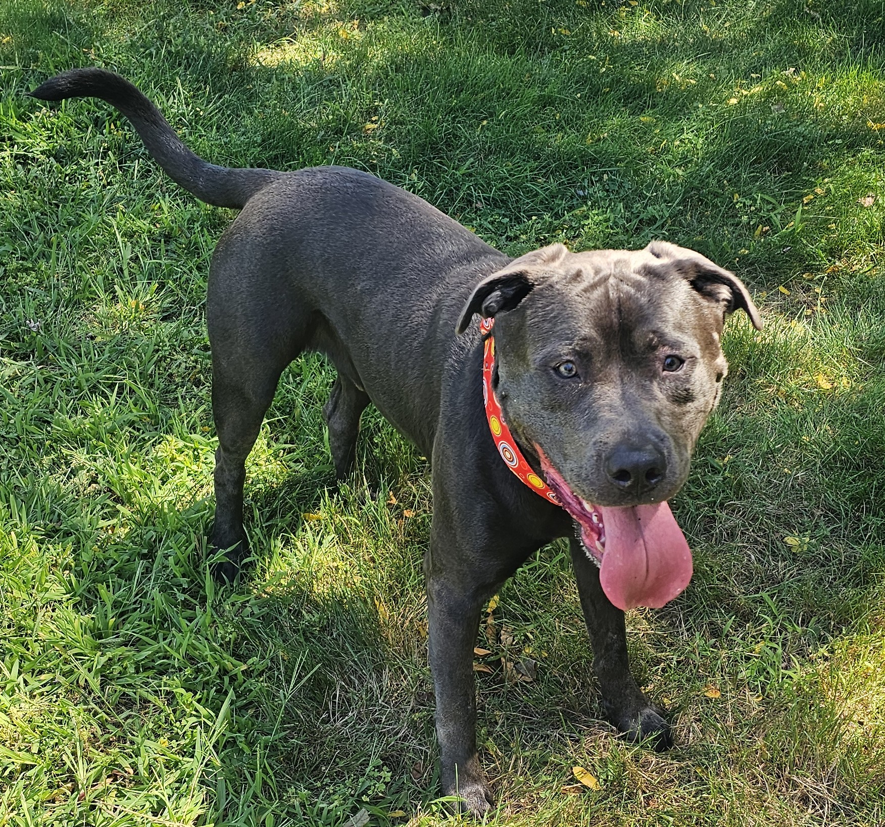 maverick adoptable dog