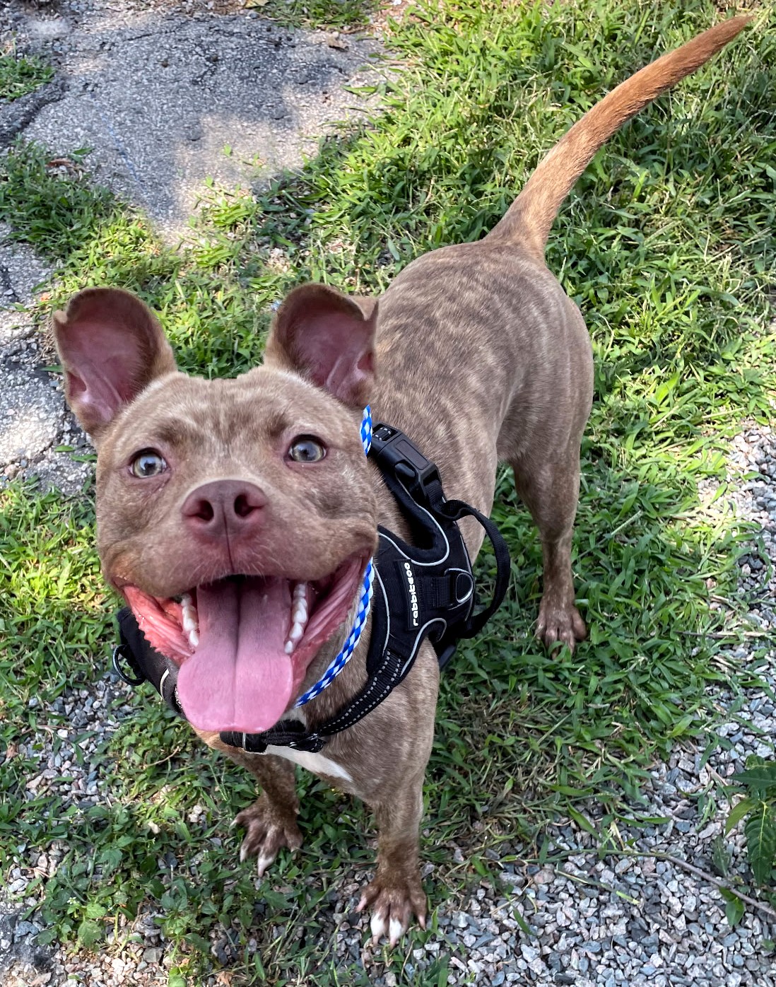 sydney adoptable dog
