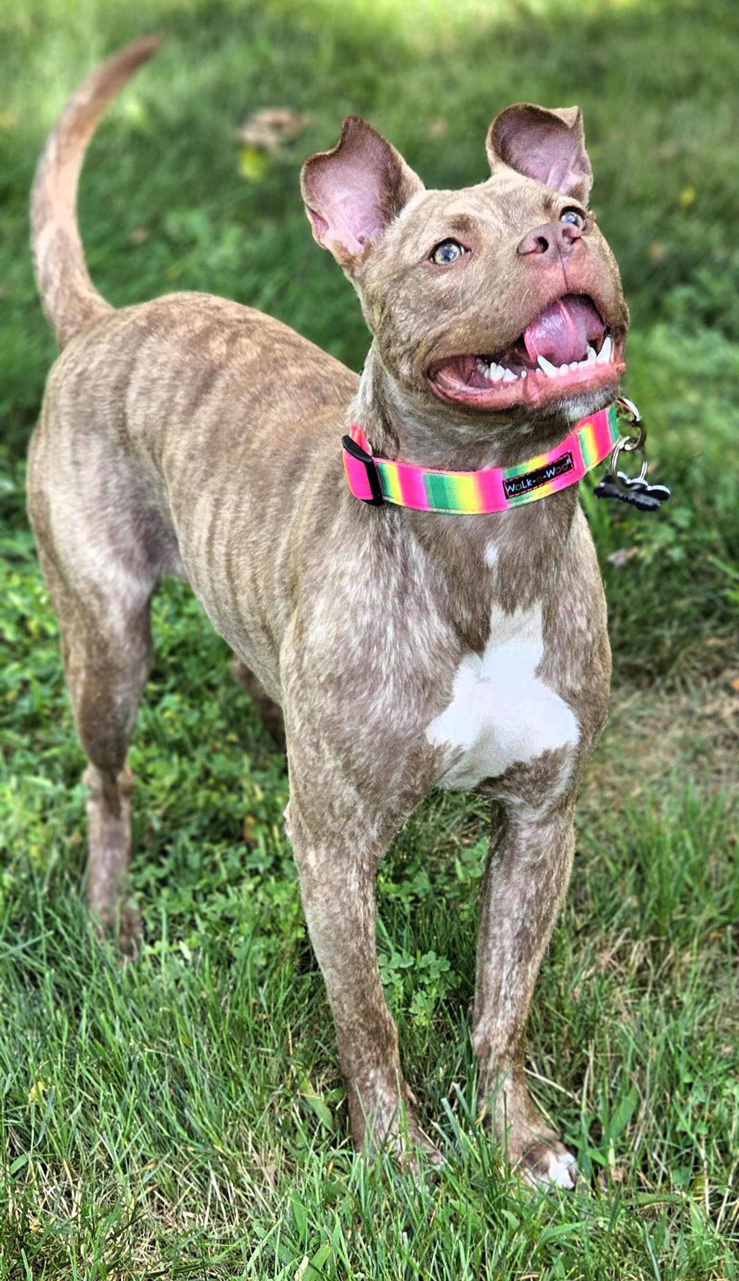 sydney adoptable dog
