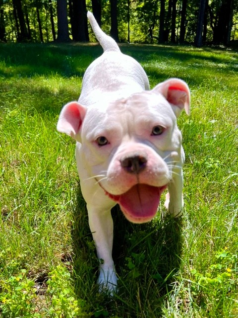 lilly adoptable dog