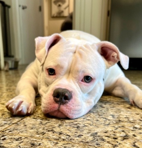 lilly adoptable dog