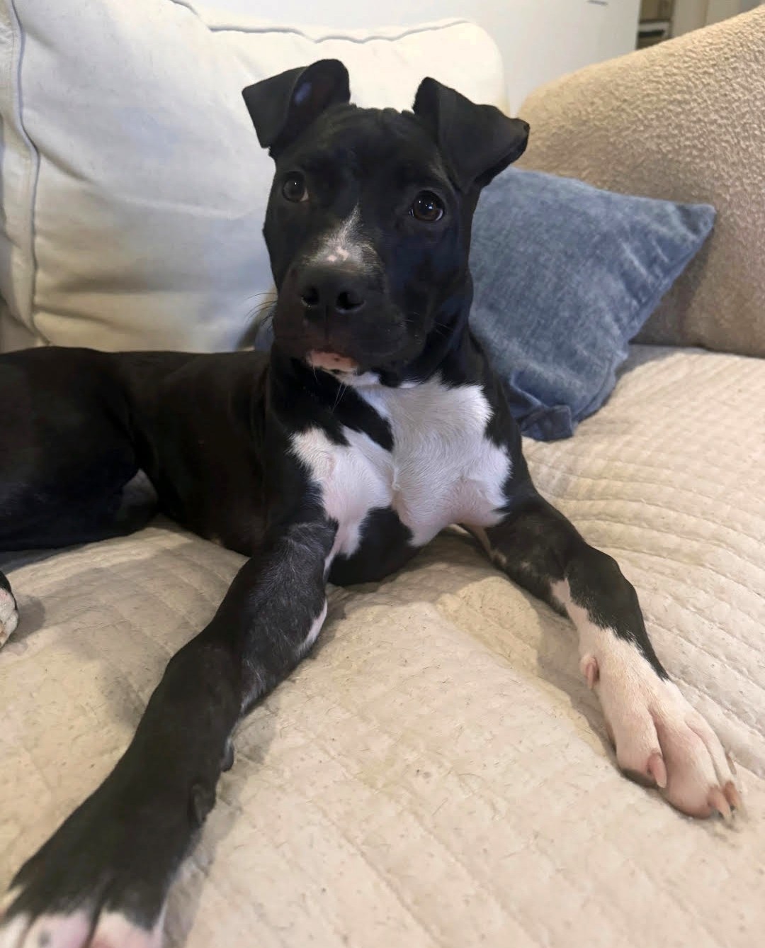 apple pie adoptable pup
