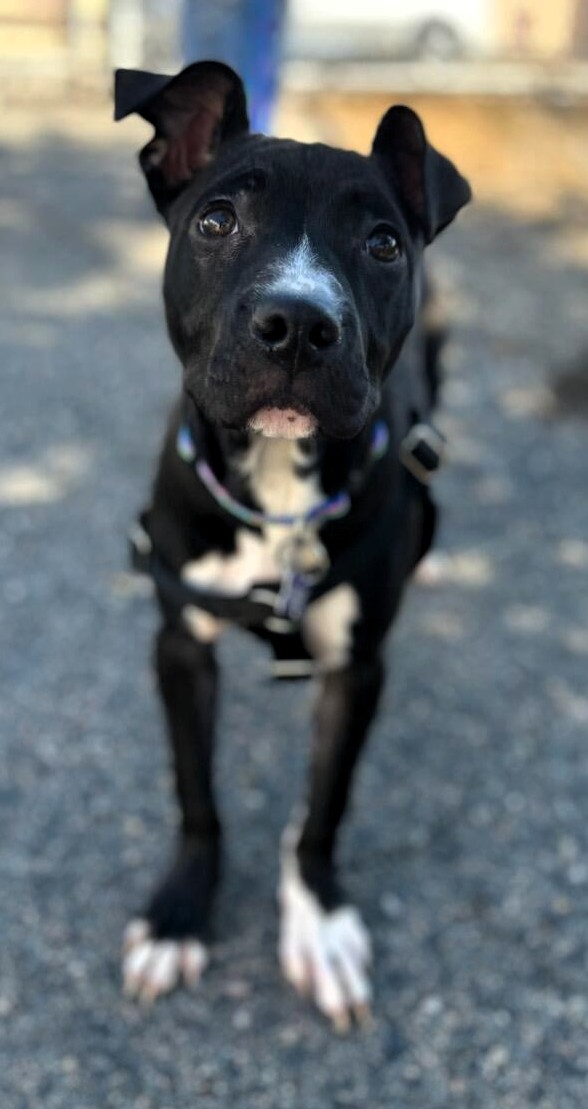 apple pie adoptable pup