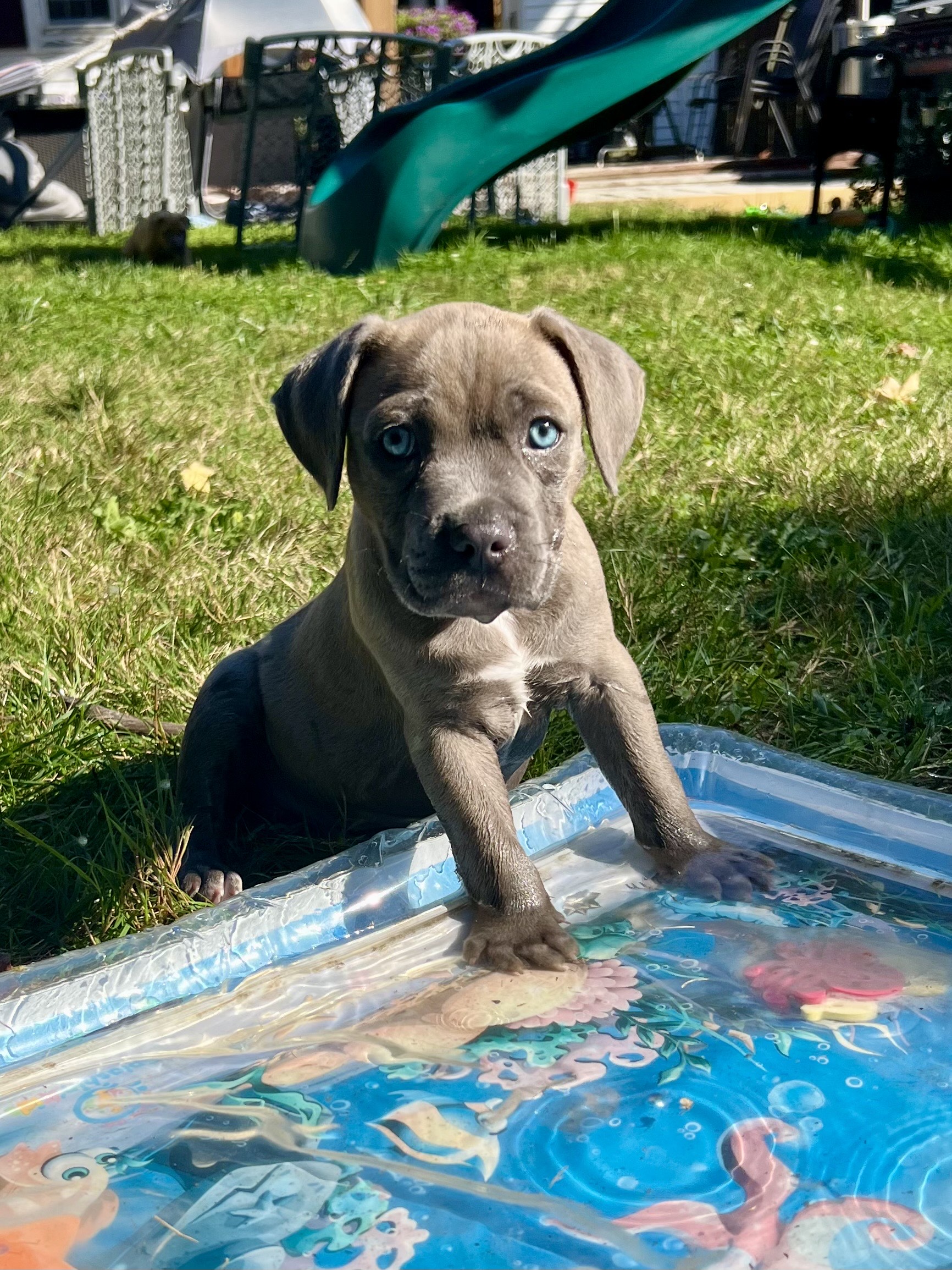 bliss adoptable pup