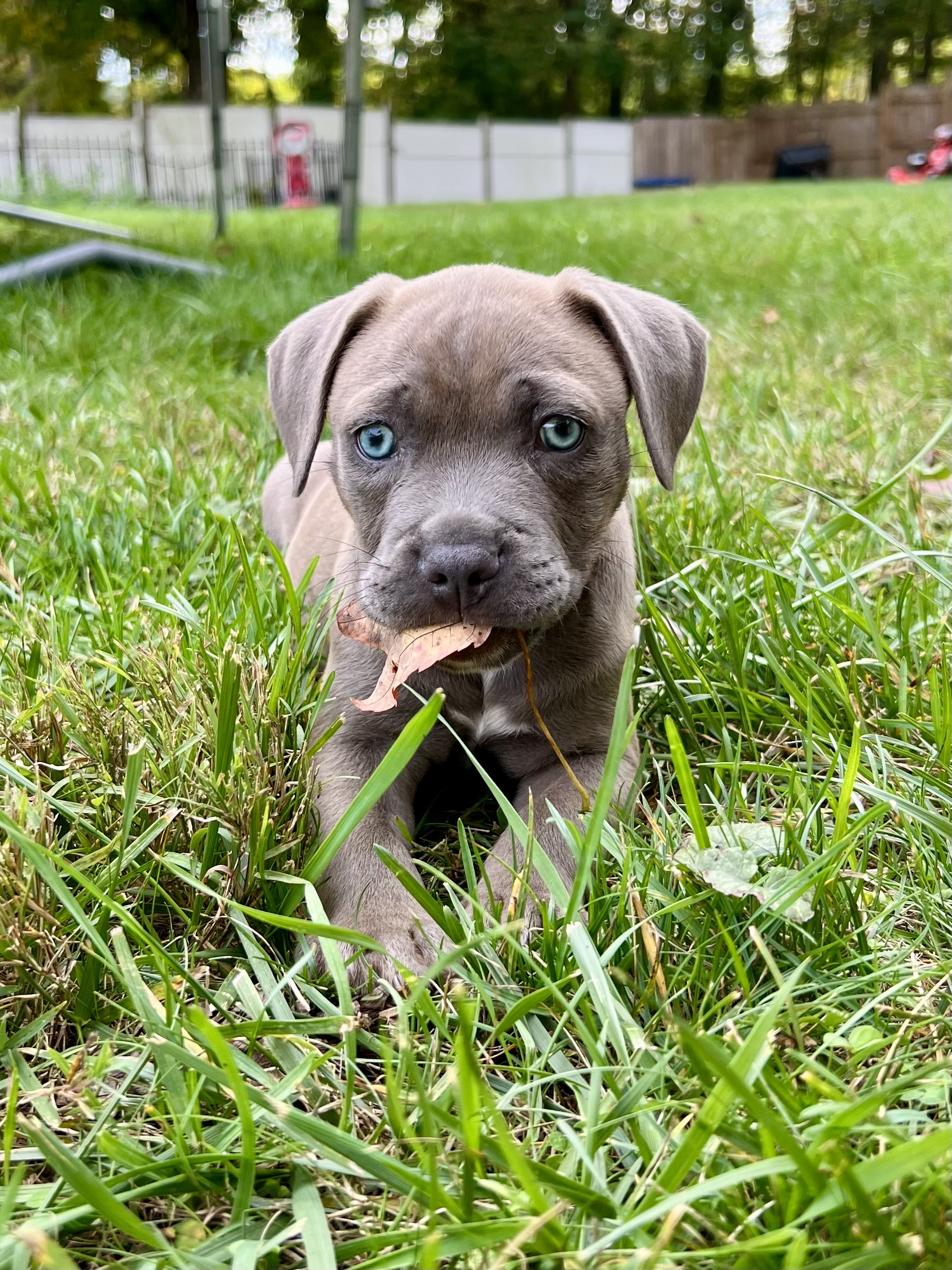 bliss adoptable pup