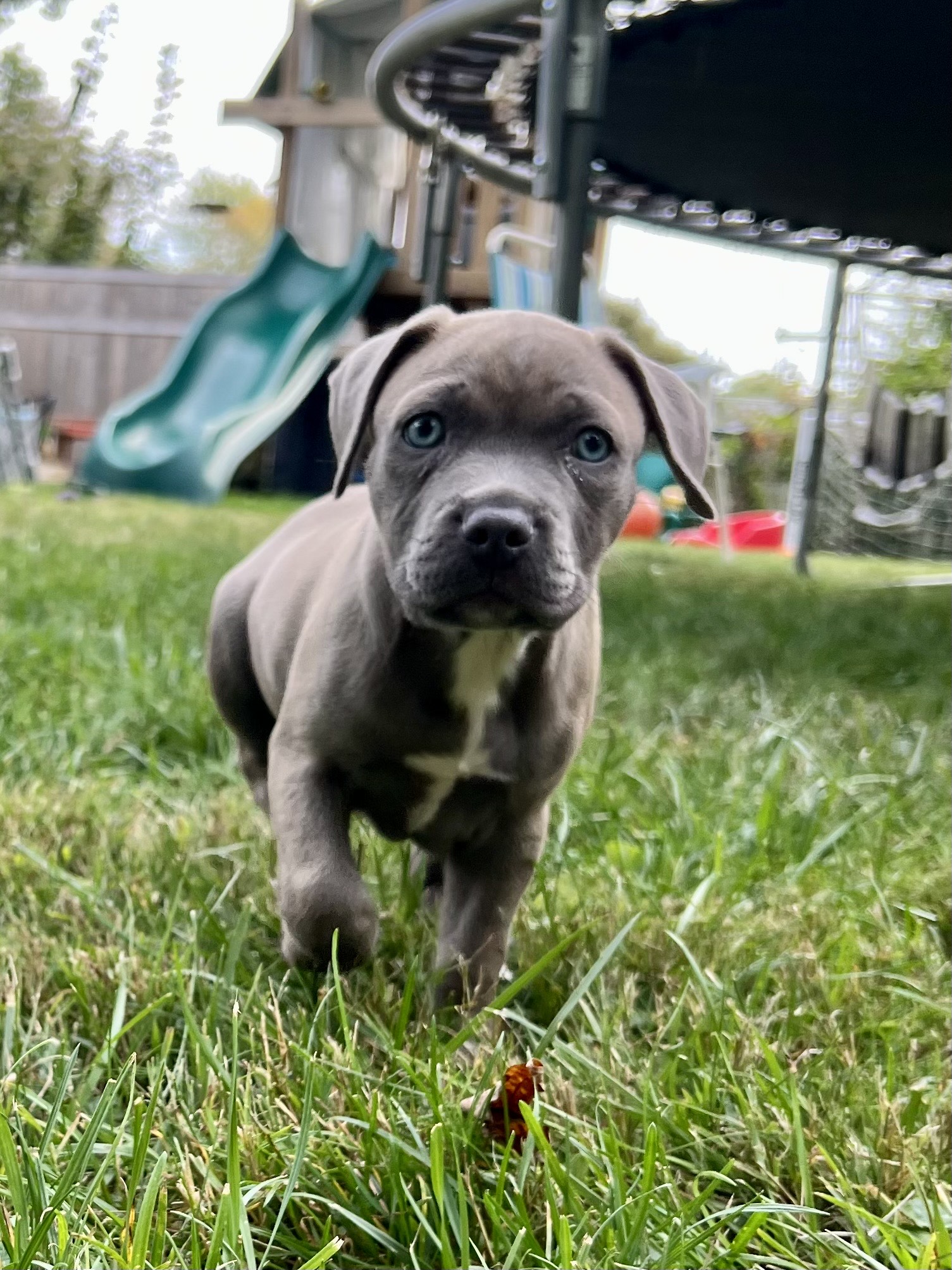 bliss adoptable pup