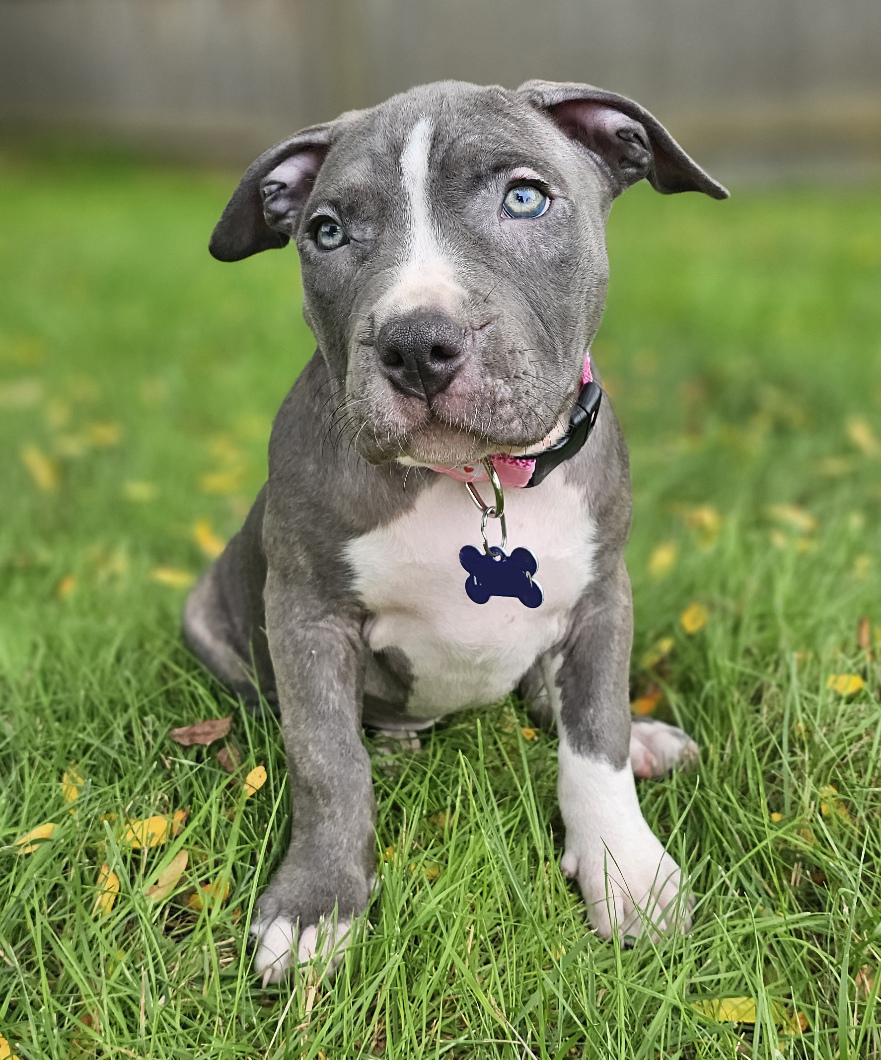 cortland adoptable dog