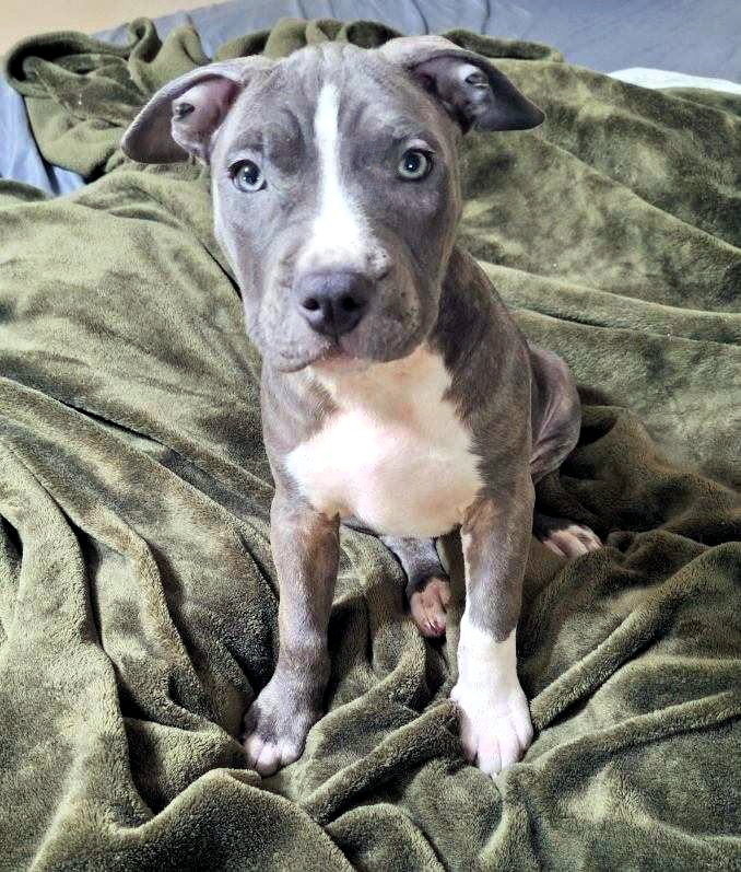 cortland adoptable pup