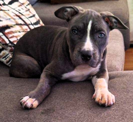 cortland adoptable pup