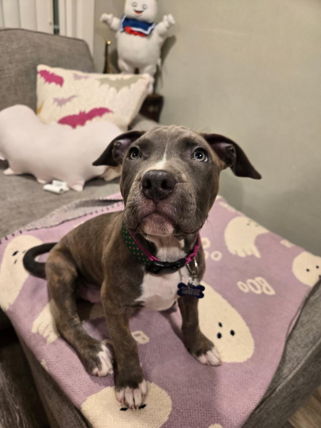 honey crisp adoptable pup