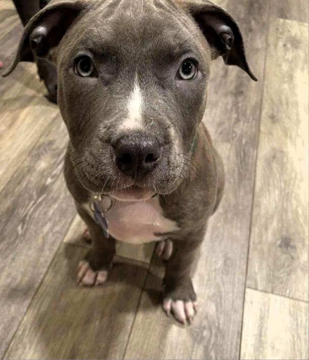 honey crisp adoptable pup