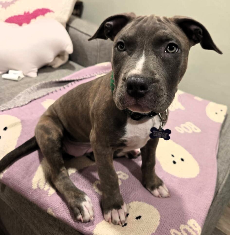 honey chrisp adoptable pup