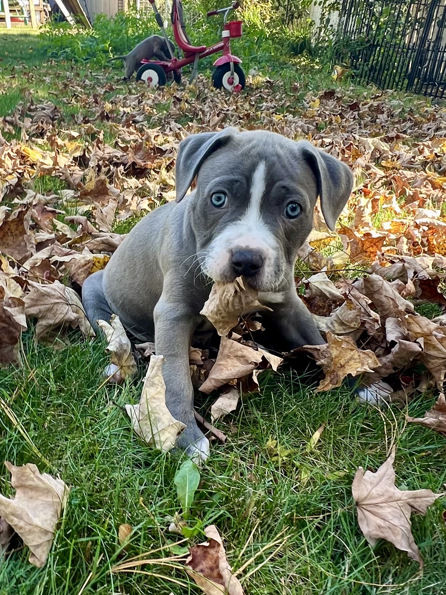 idaho adoptable pup