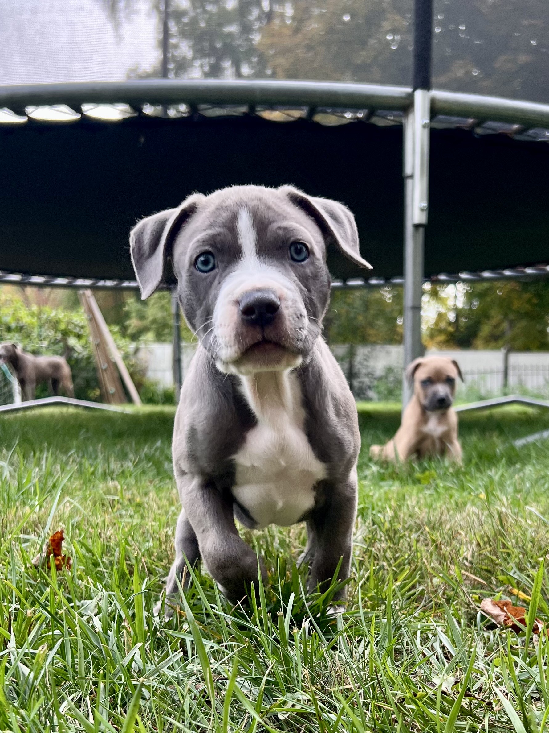 idaho adoptable pup