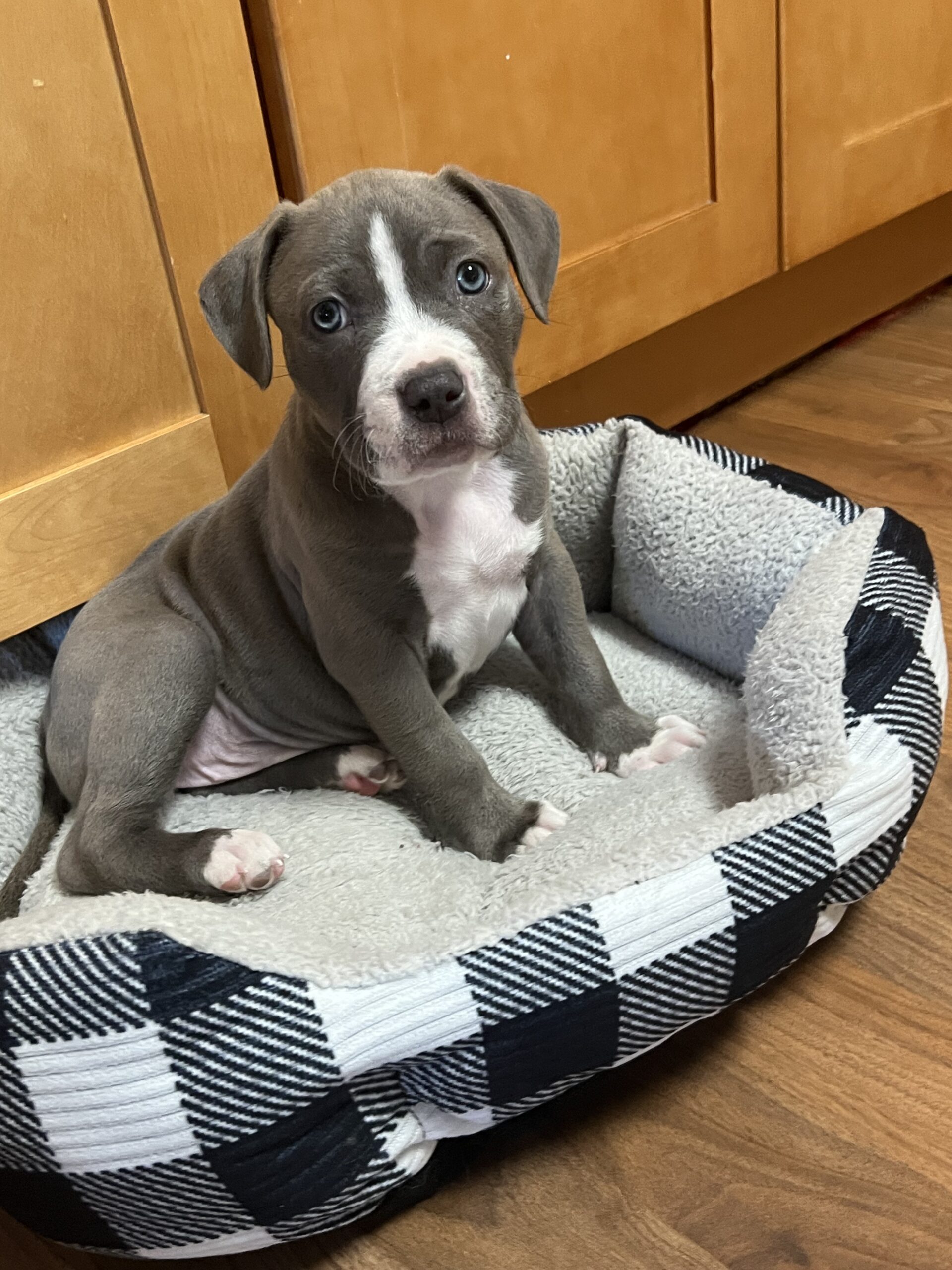 idaho adoptable pup</p>
<p>