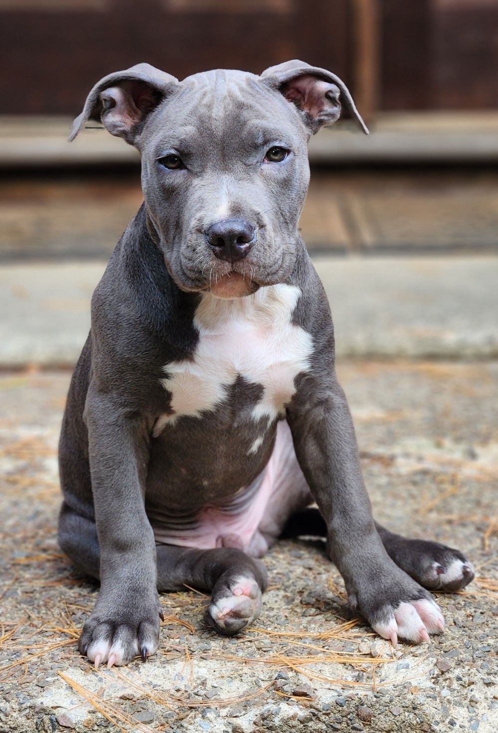 mcintosh adoptable pup