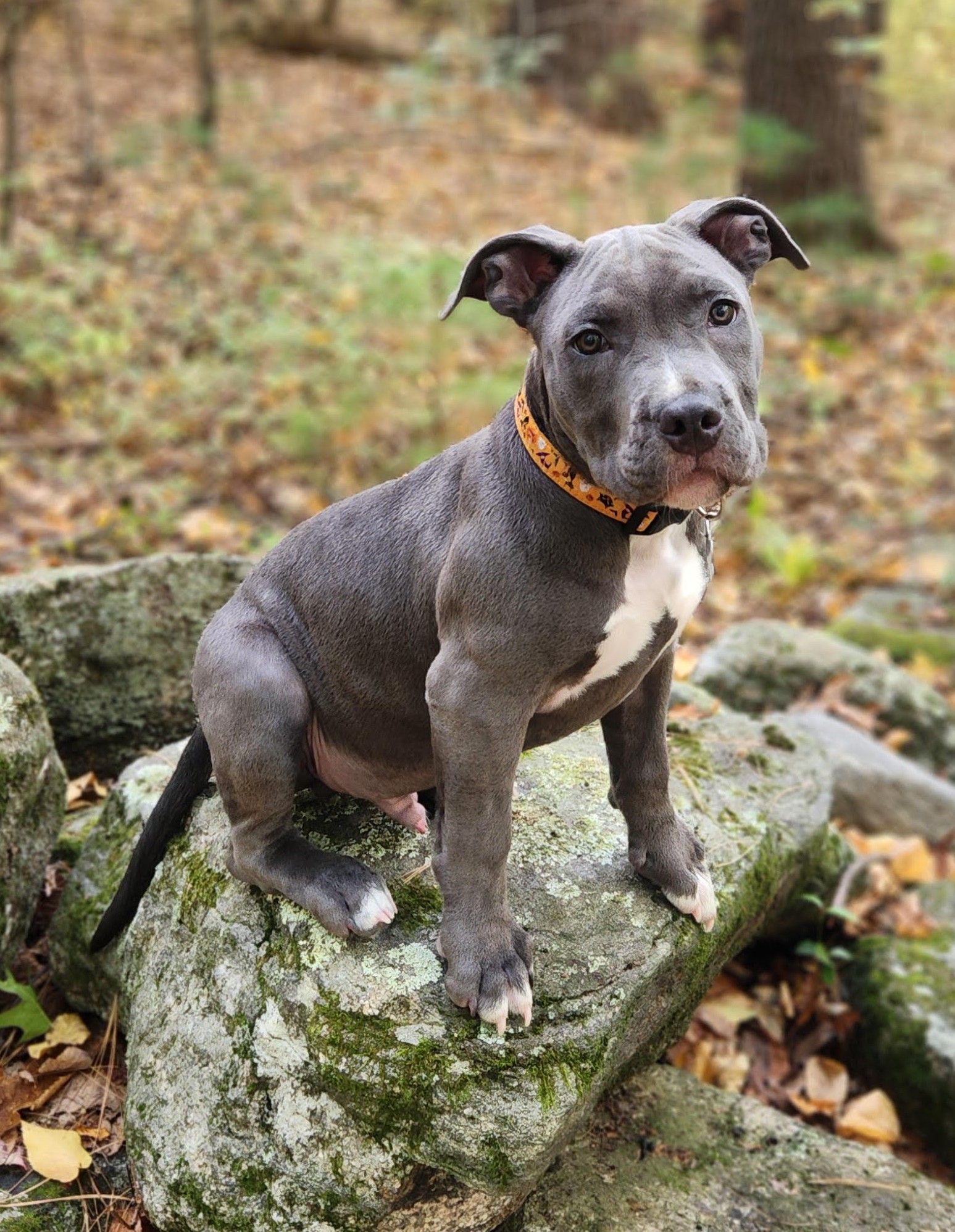 mcintosh adoptable pup