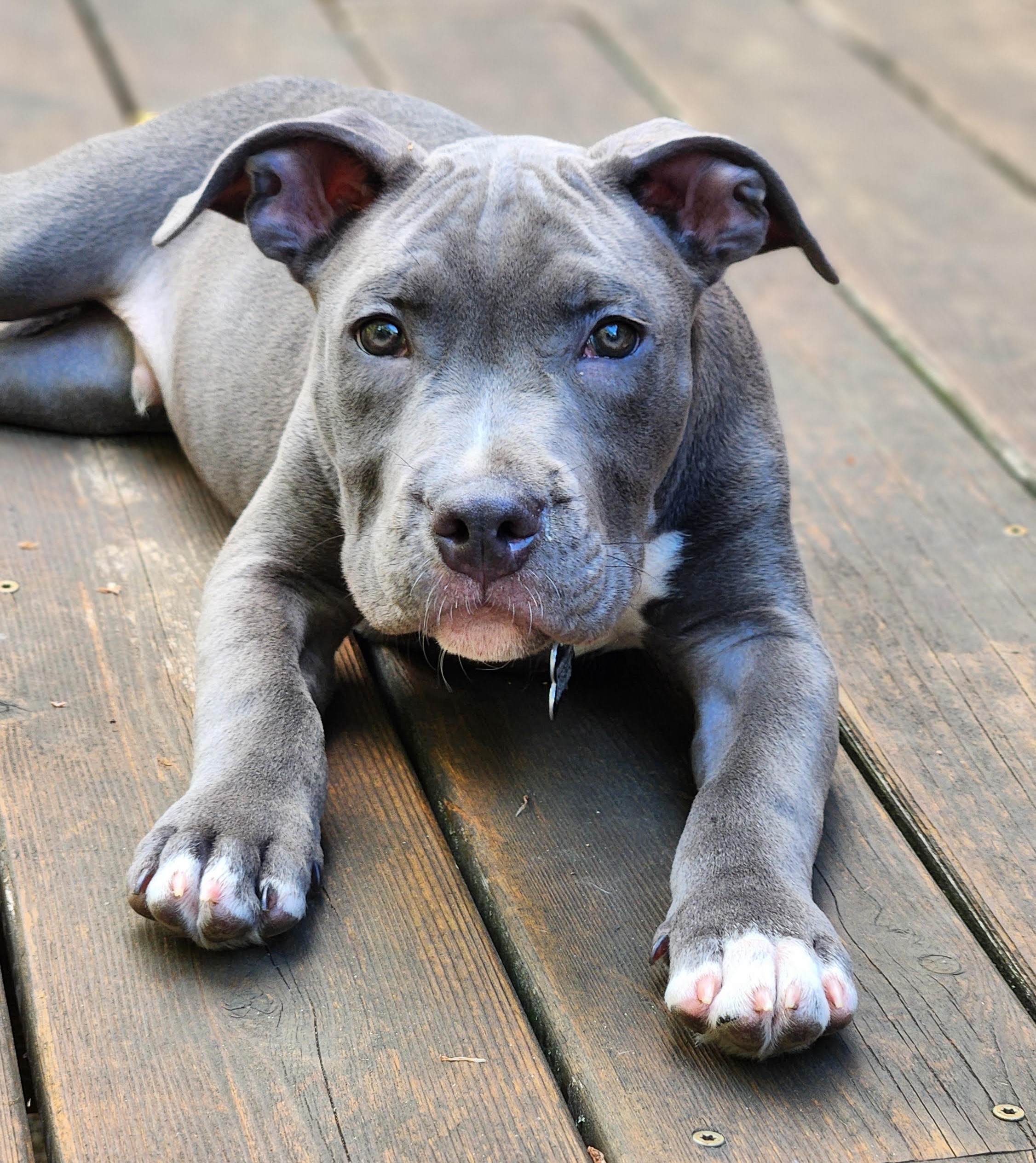 mcintosh adoptable pup
