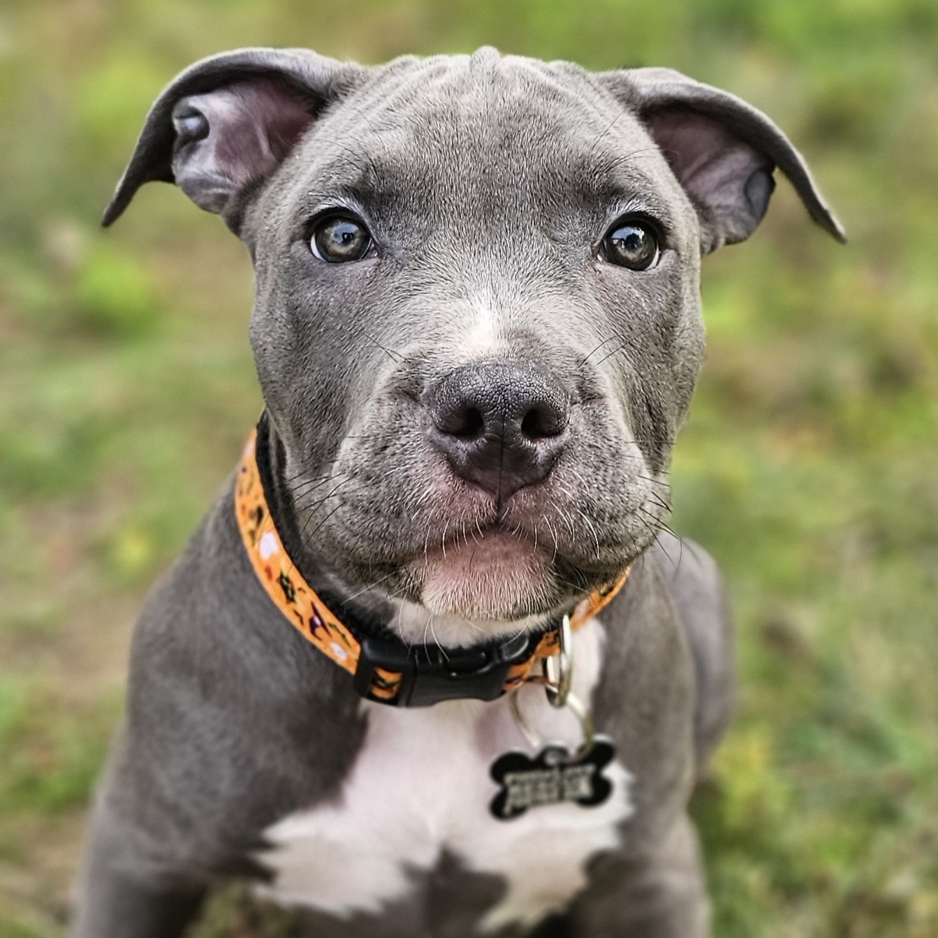 mcintosh adoptable pup
