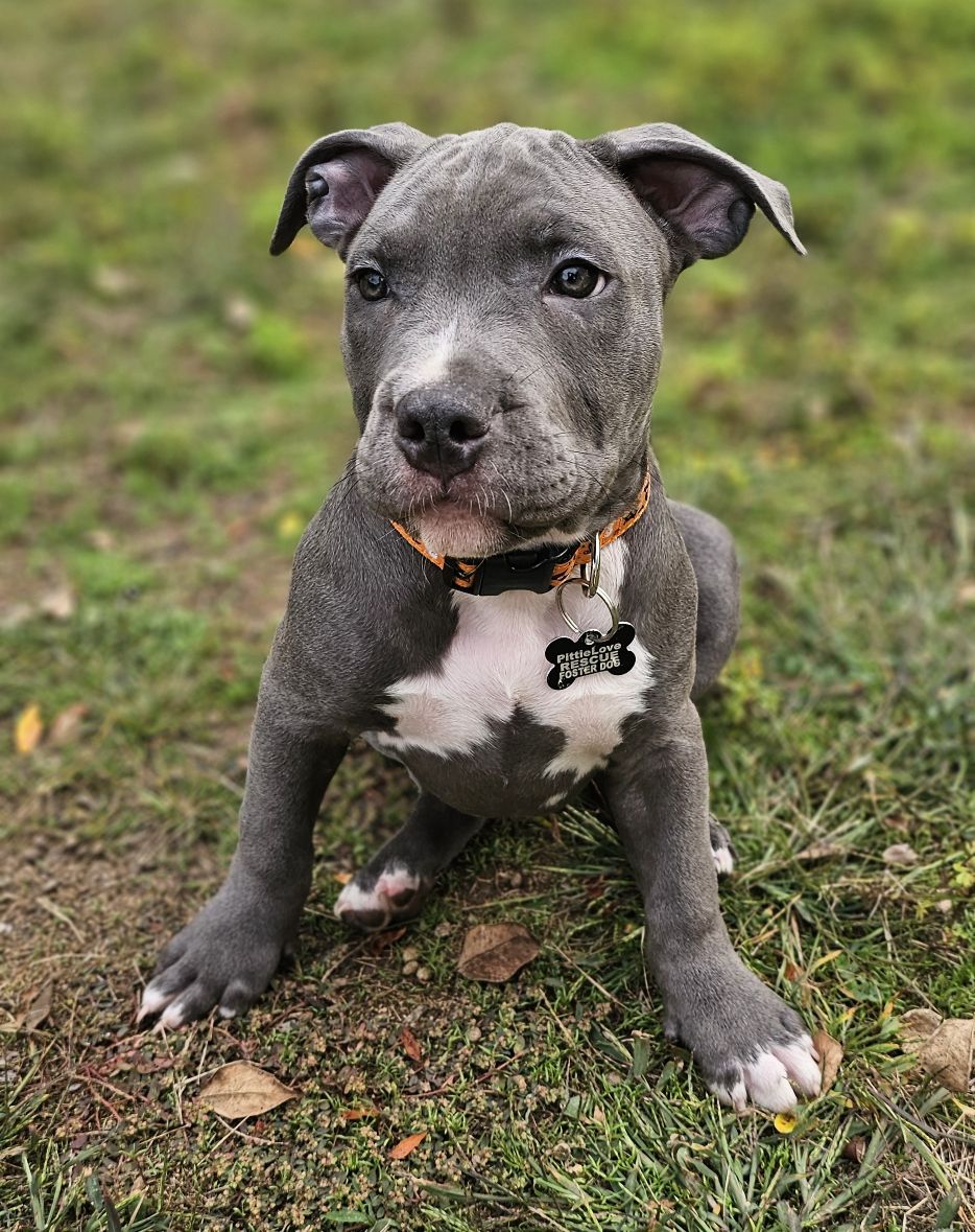 mcintosh adoptable pup