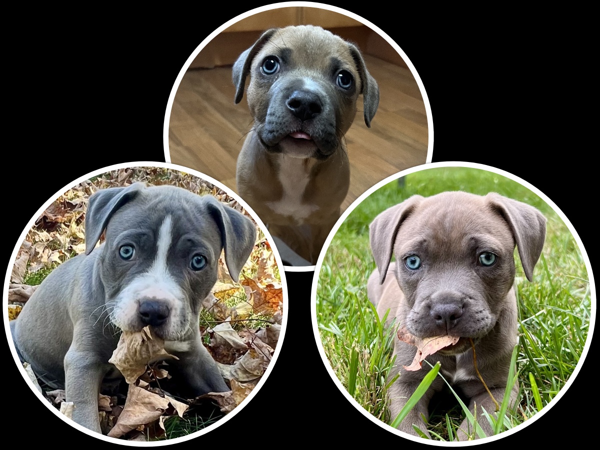 potato pups