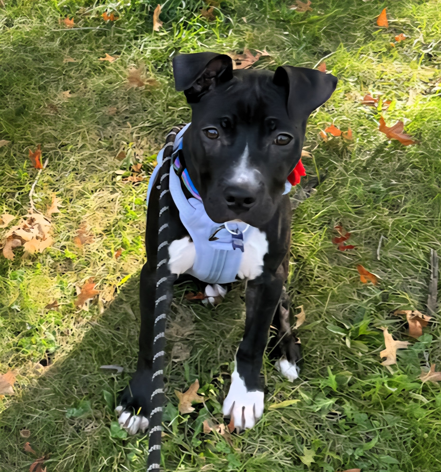 apple pie adoptable pup