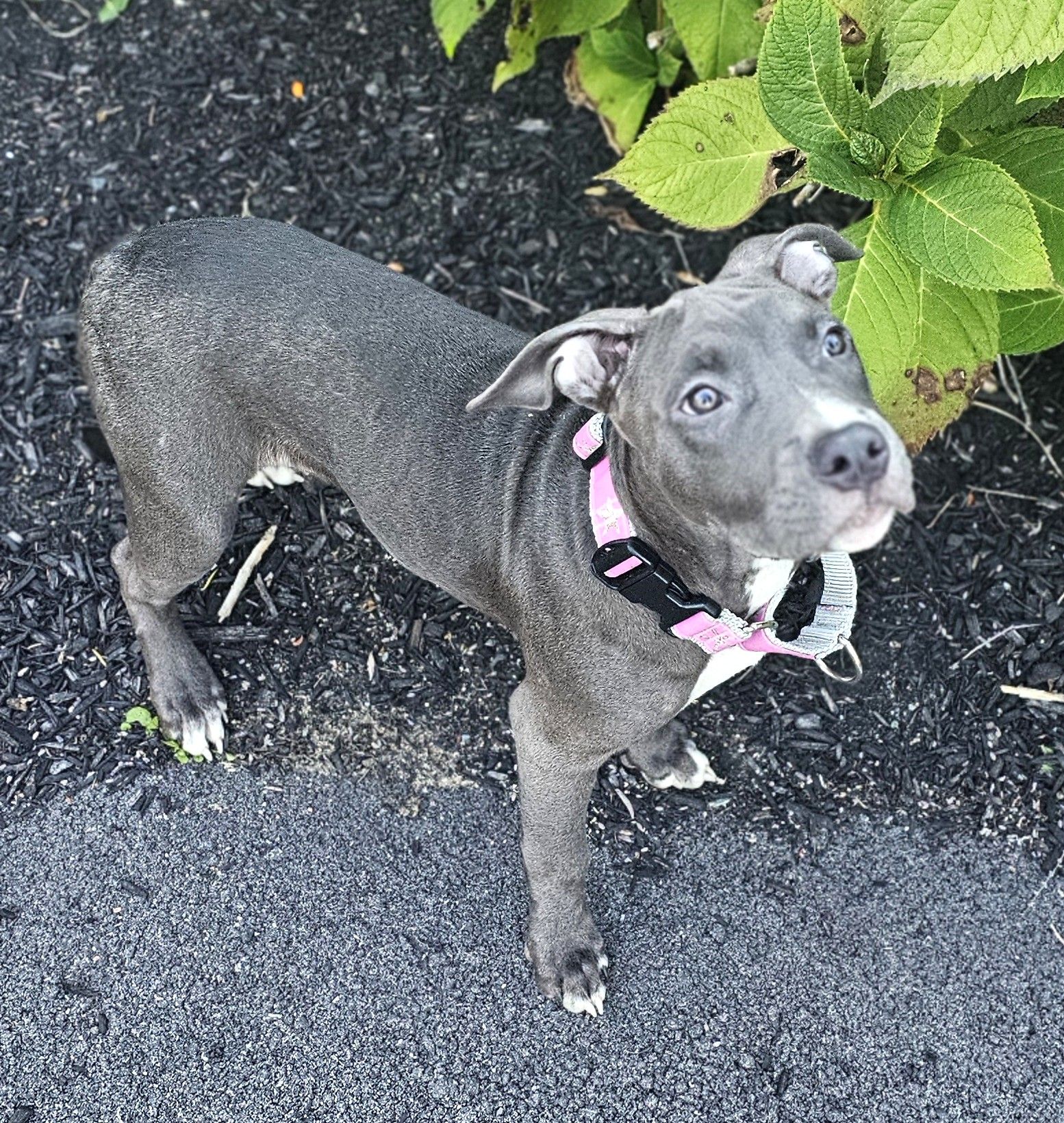 remmy adoptable pup