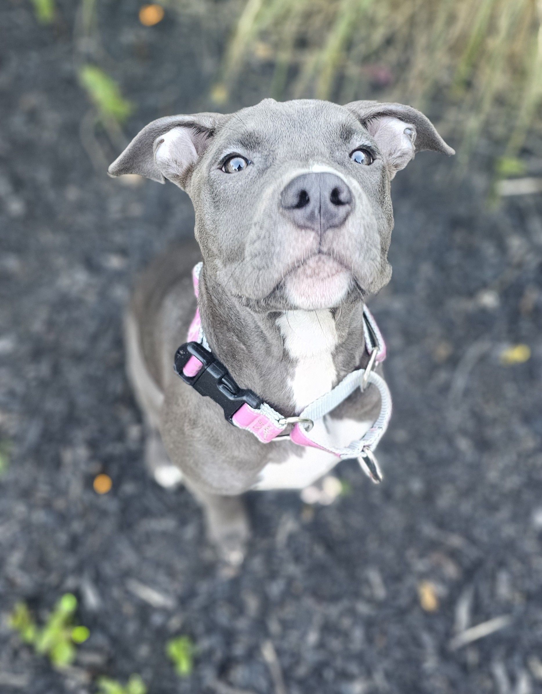 remmy adoptable pup