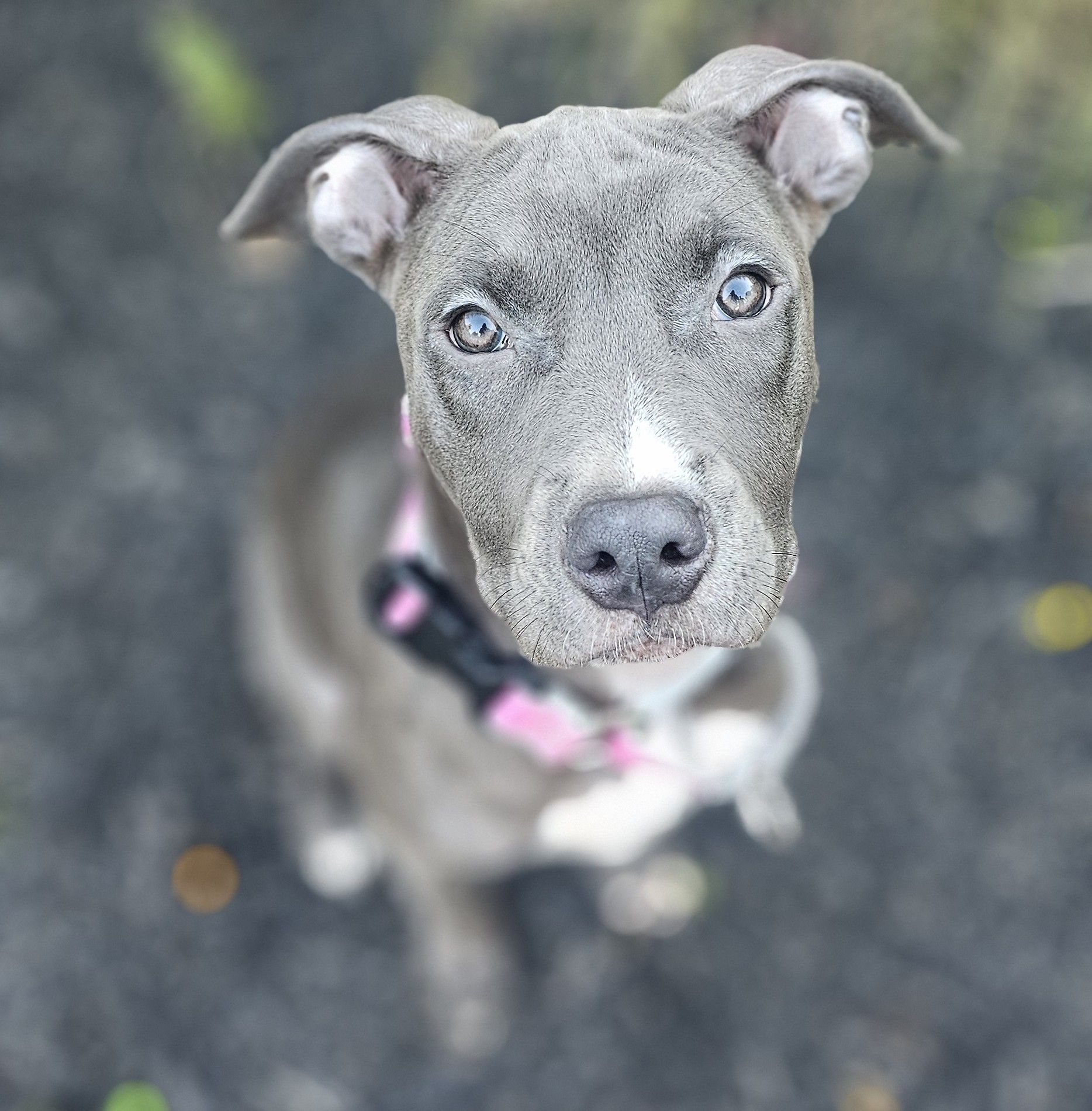 remmy adoptable pup