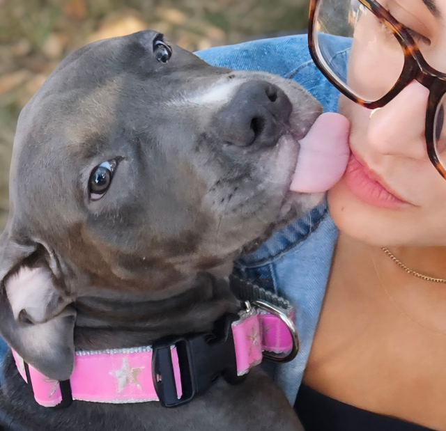 remmy adoptable pup