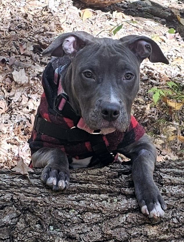 renny adoptable pup