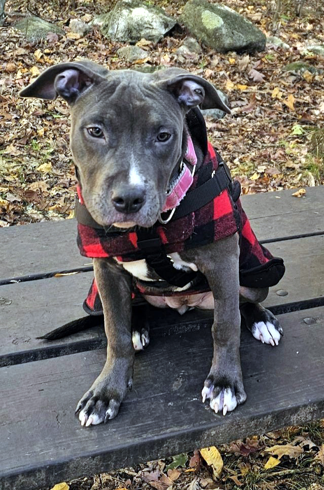 renny adoptable pup