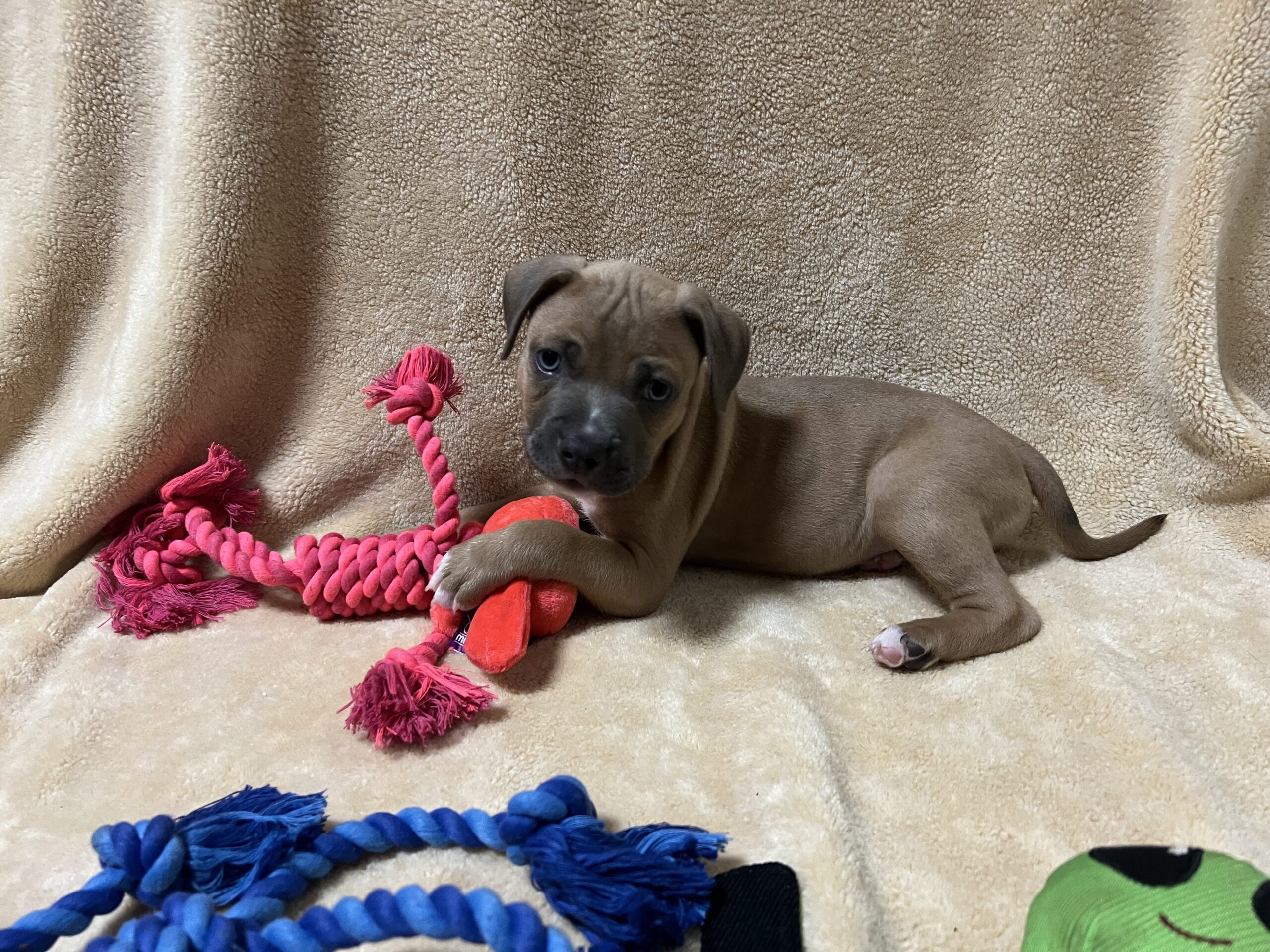 russett adptable dog