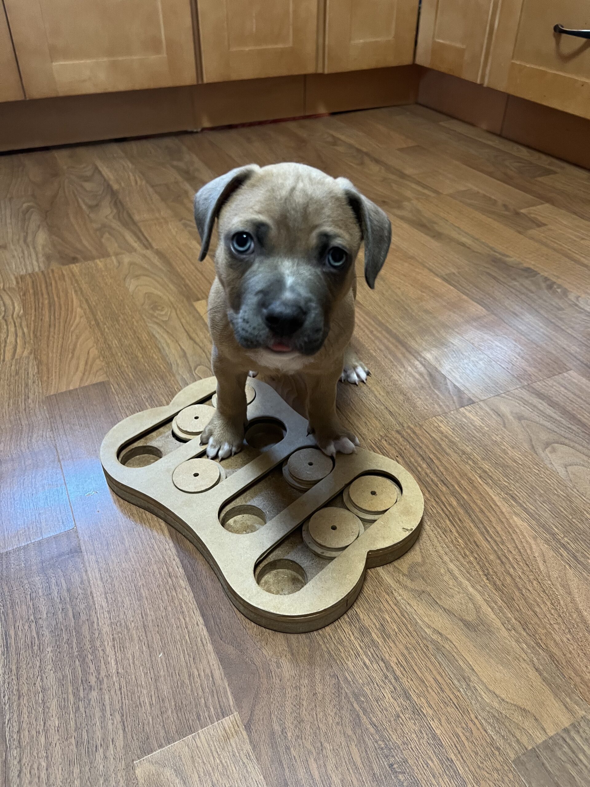 russett adoptable pup