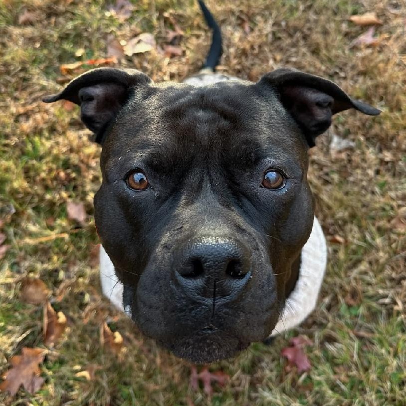 serena adoptable dog