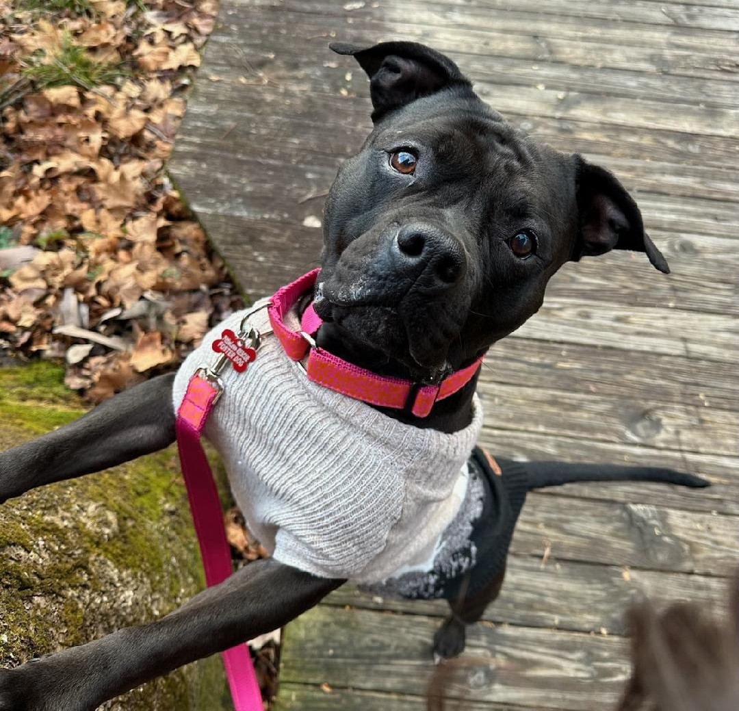 serena adoptable dog