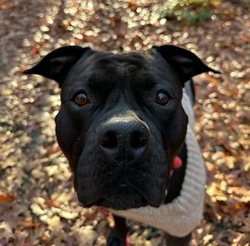 serena adoptable dog