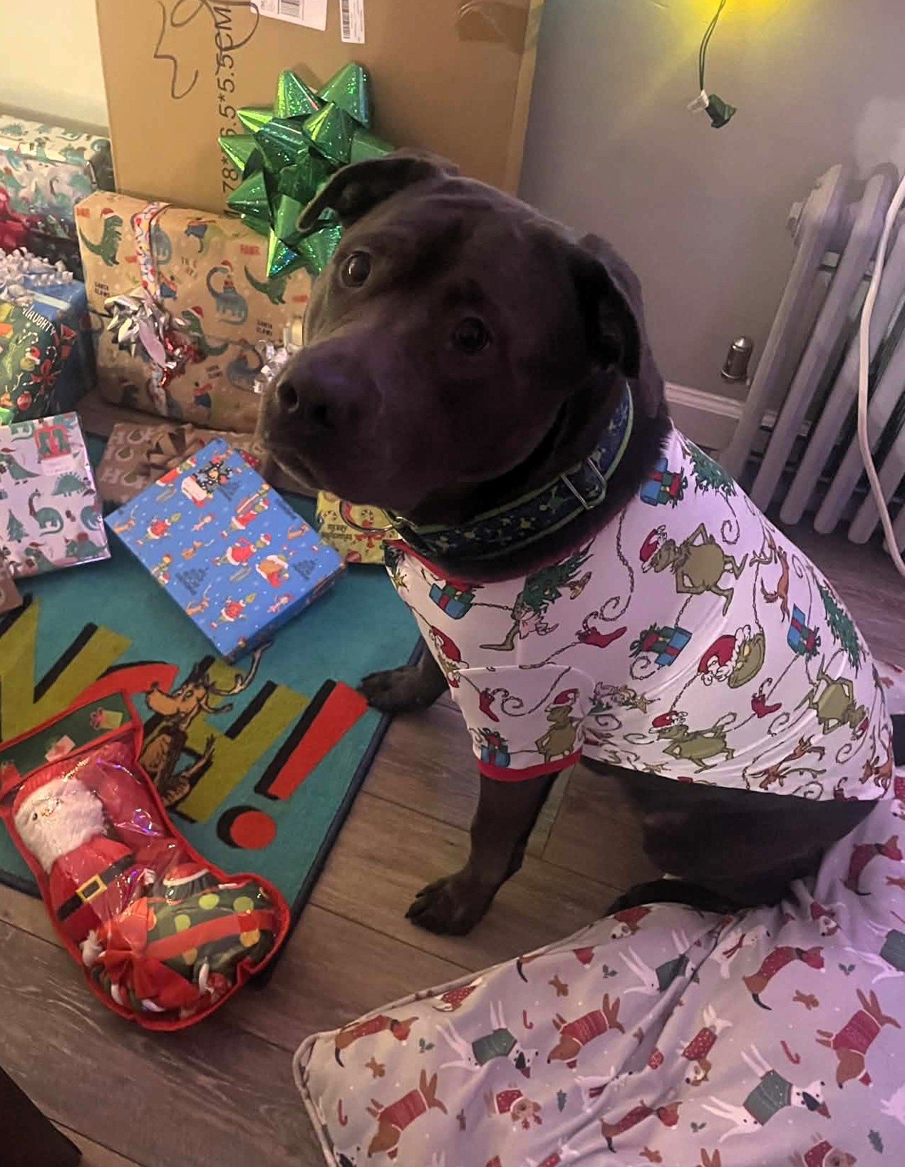 maverick adoptable dog