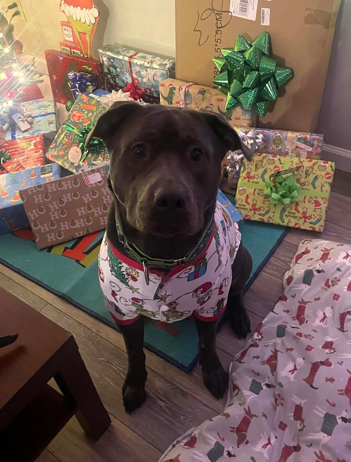 maverick adoptable dog