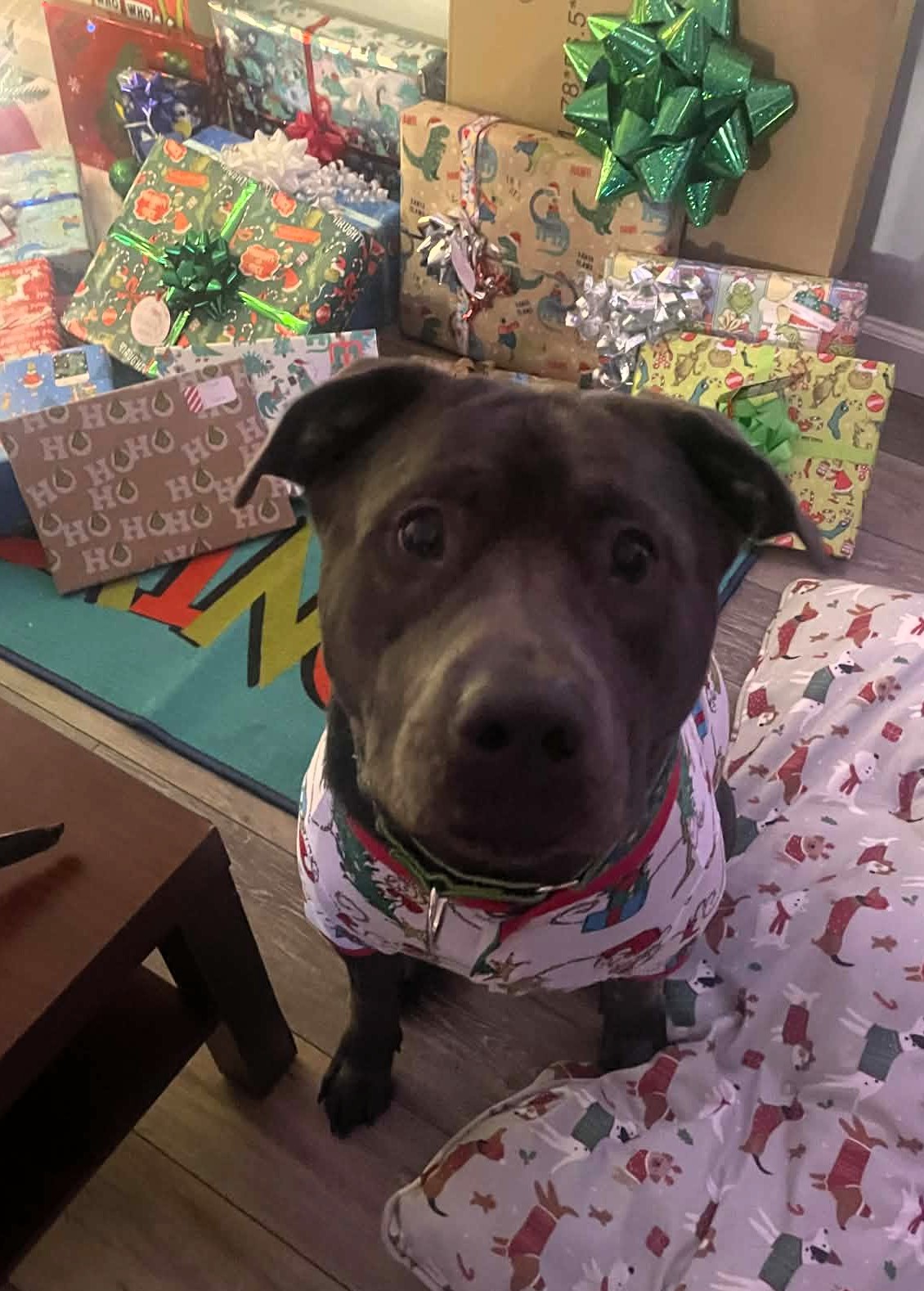 maverick adoptable dog