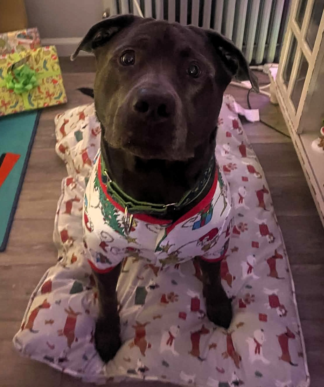 maverick adoptable dog