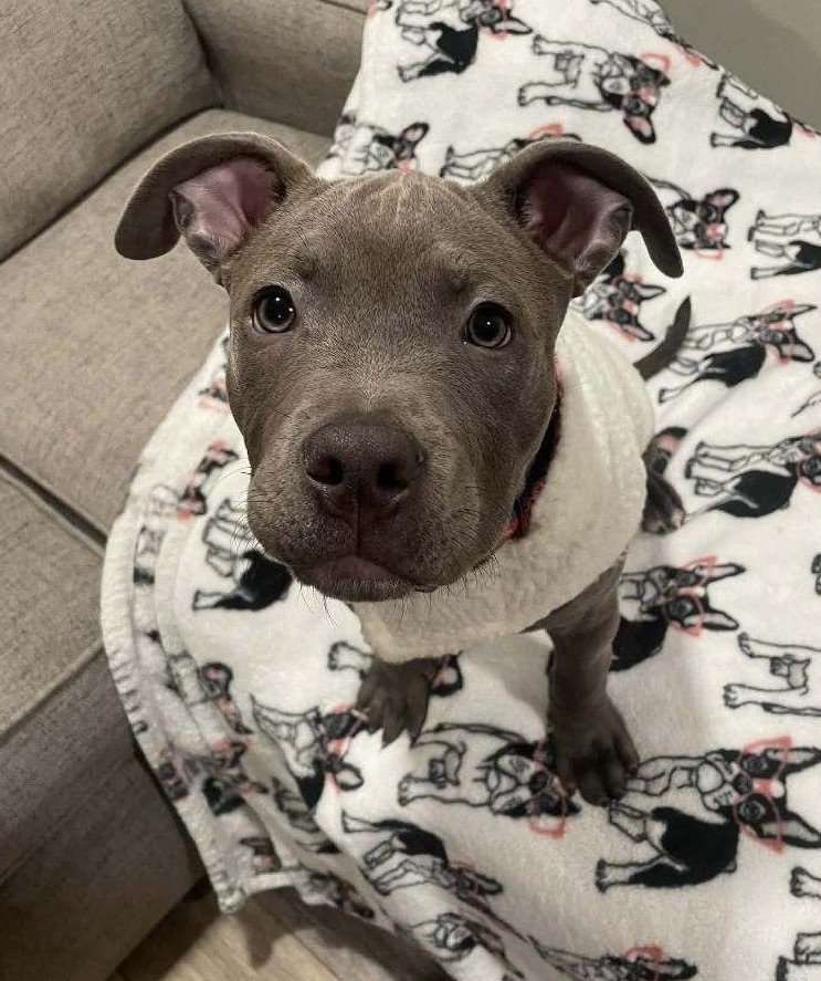 smooch adoptable pup