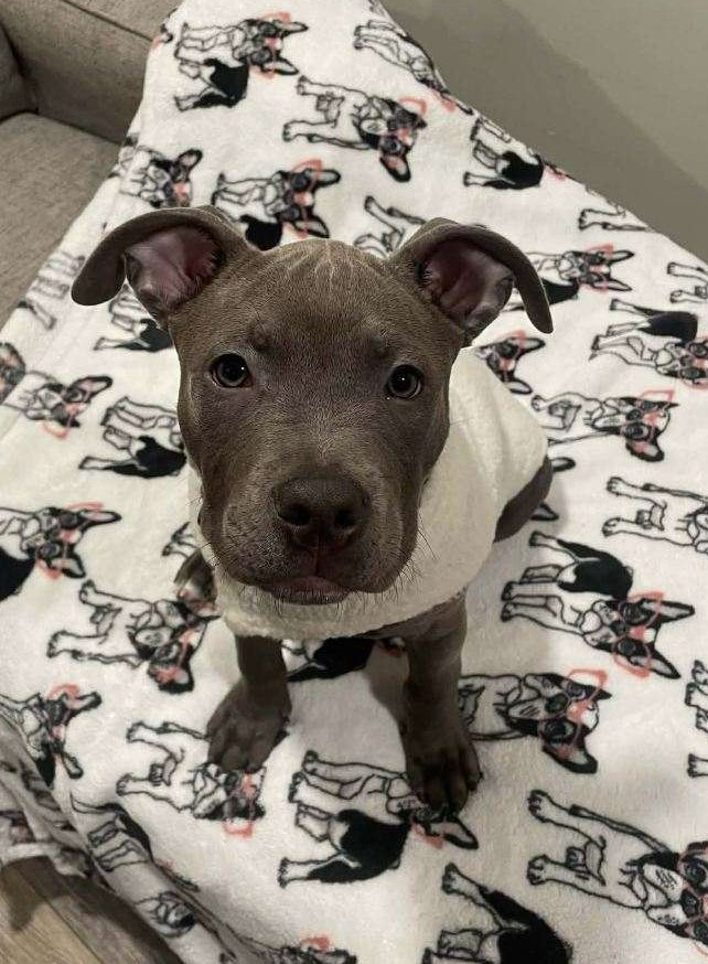 smooch adoptable pup