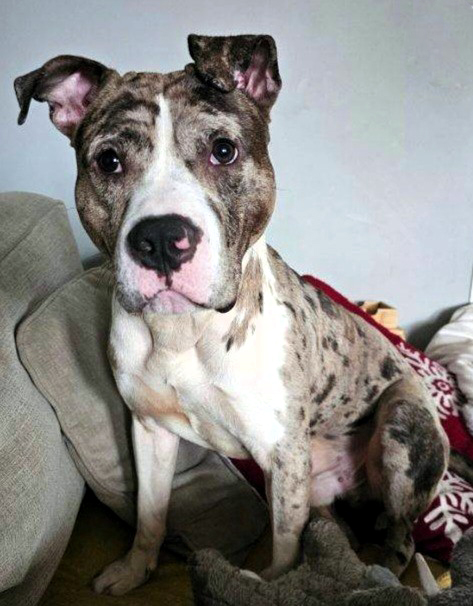 smudge adoptable dog