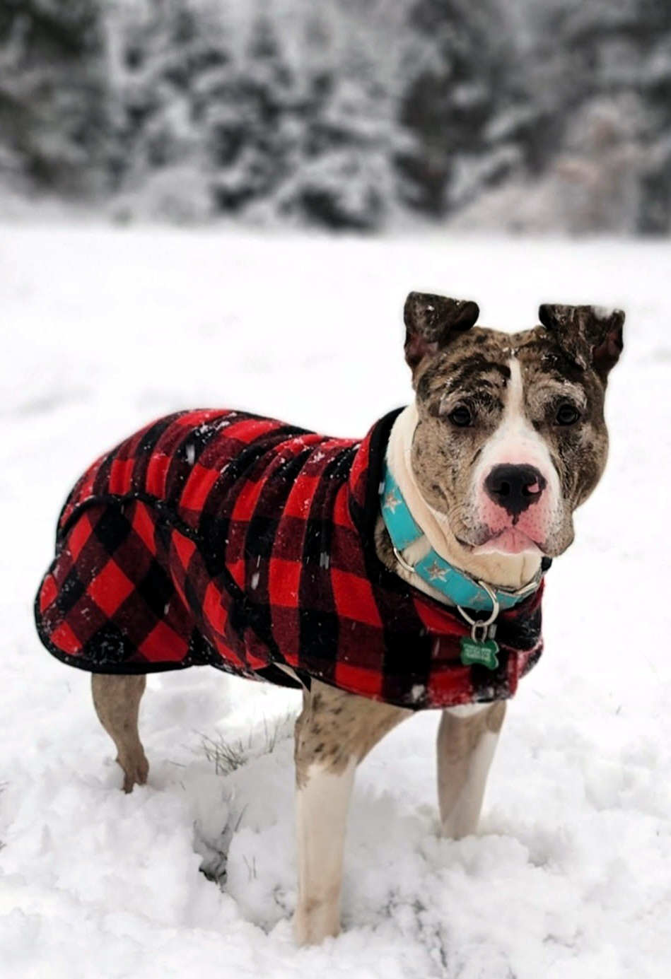 smudge adoptable dog